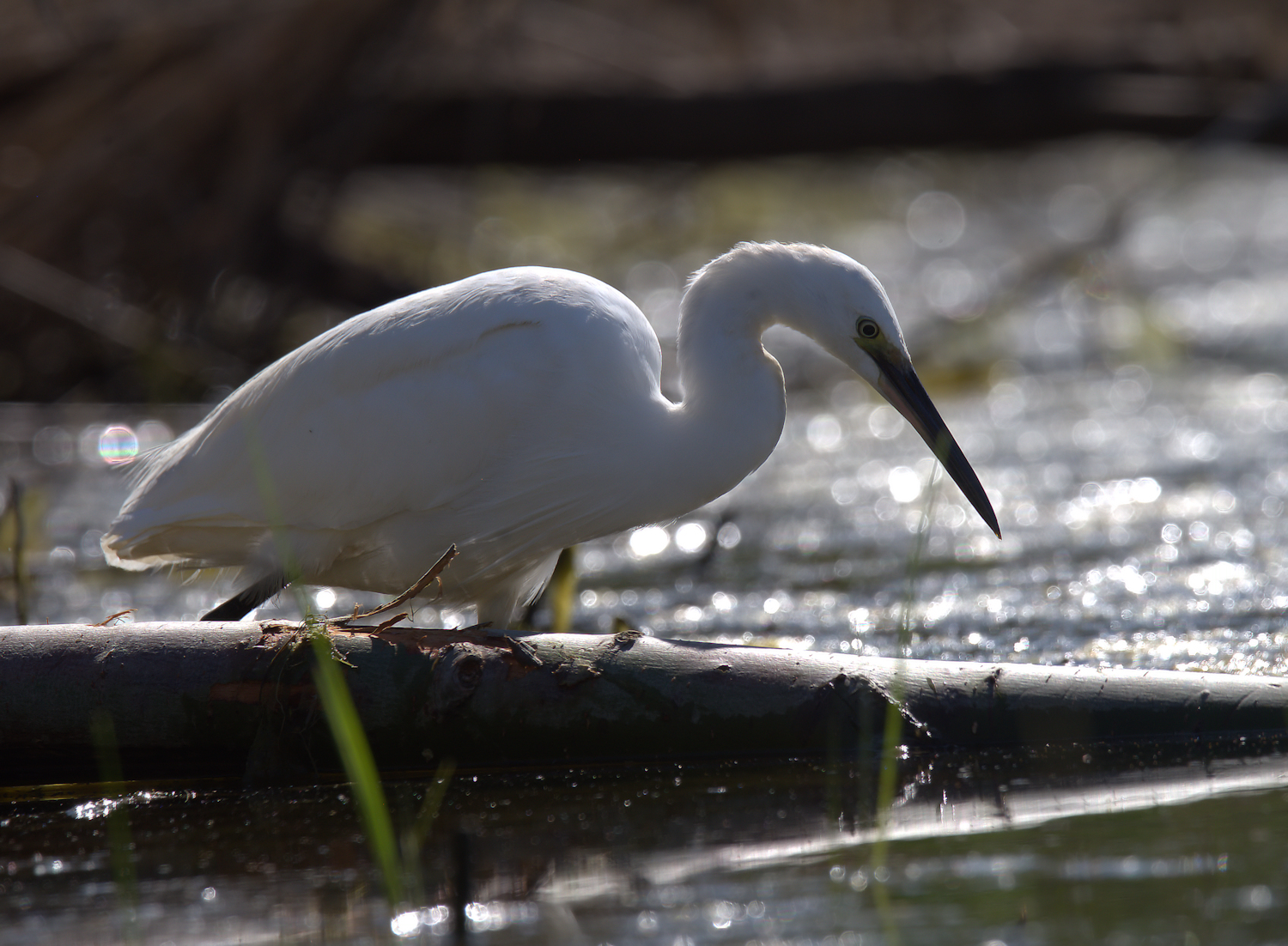Egret