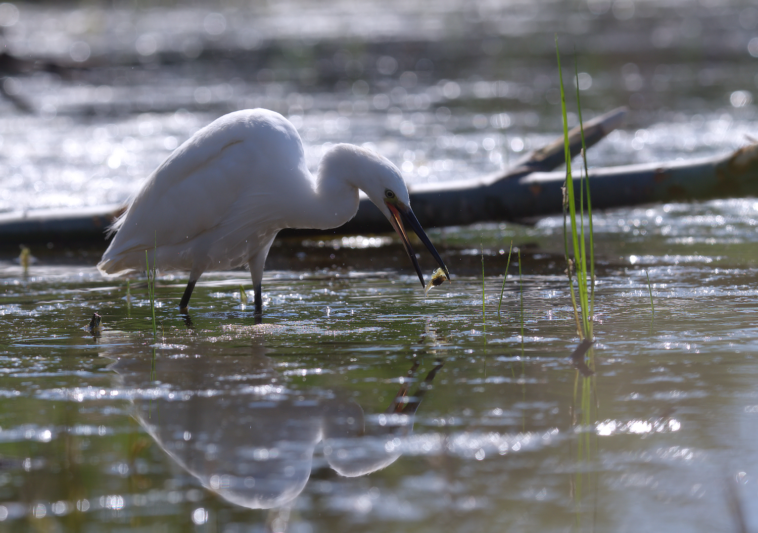 Egret