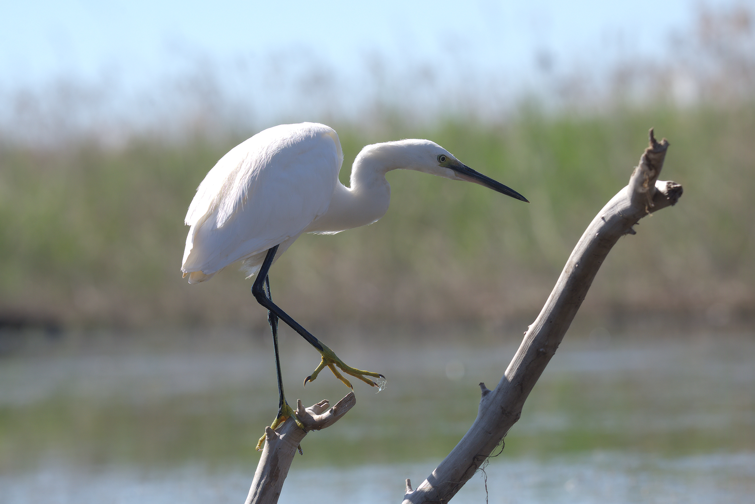 Egret