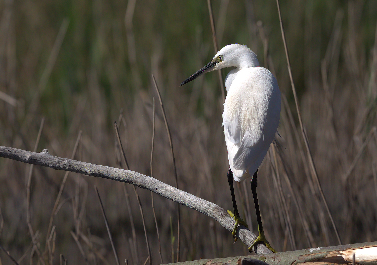 Egret