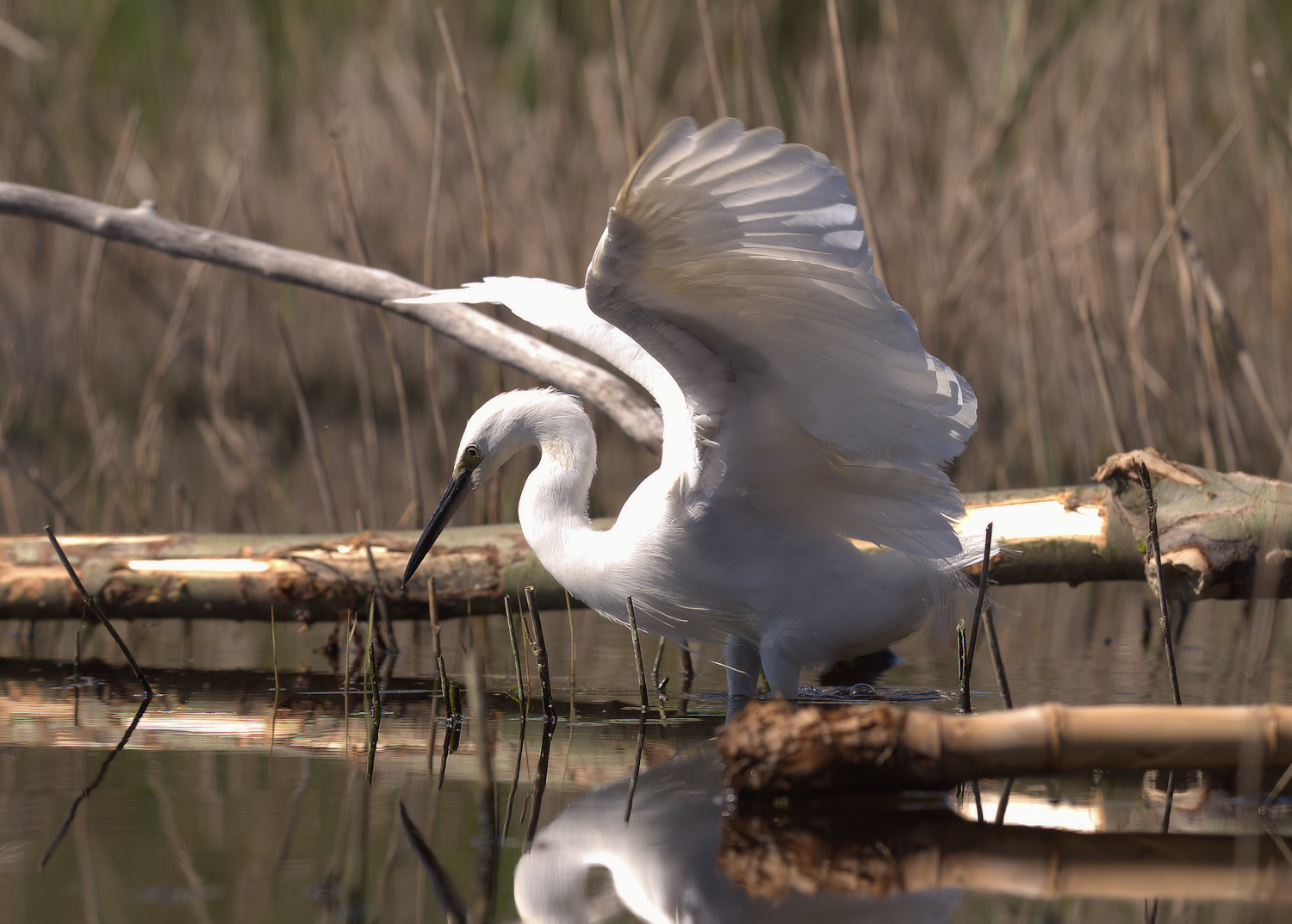 Egret