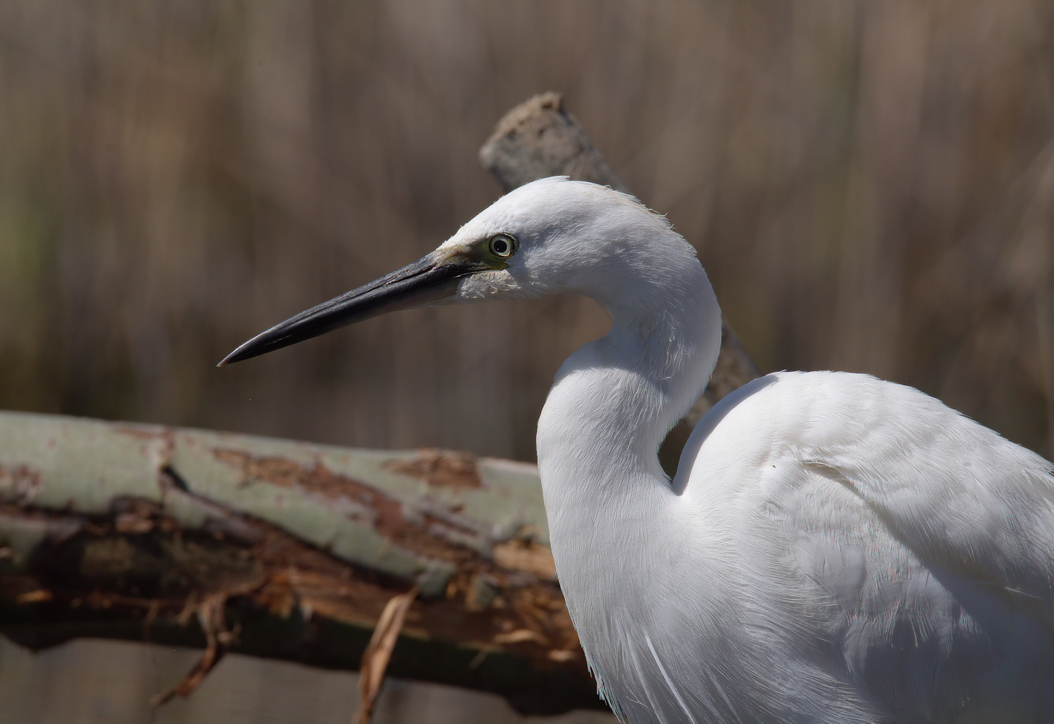 Egret