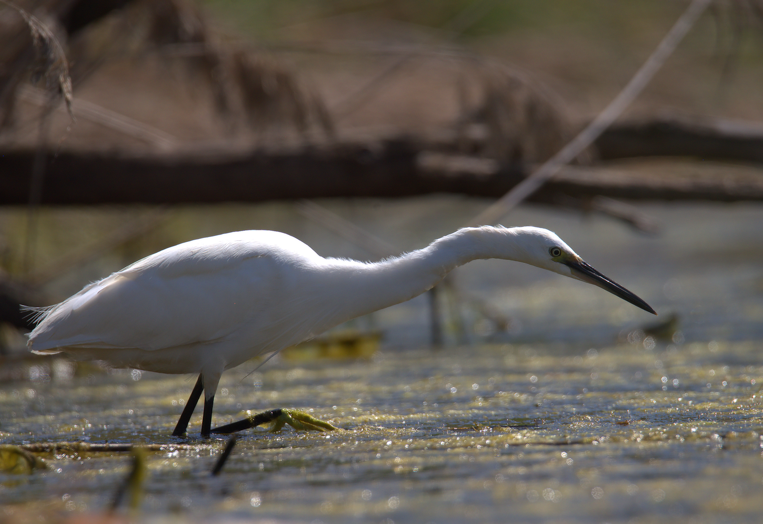 Egret