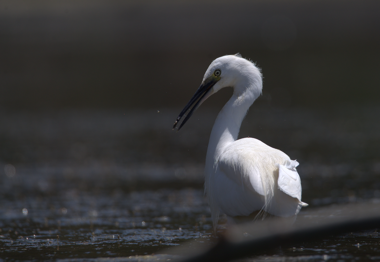 Egret