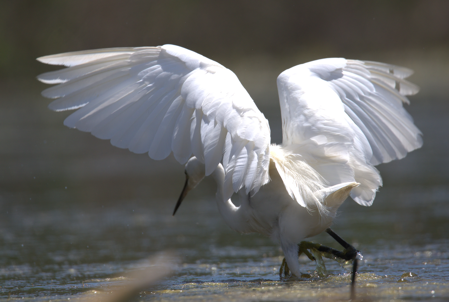Egret