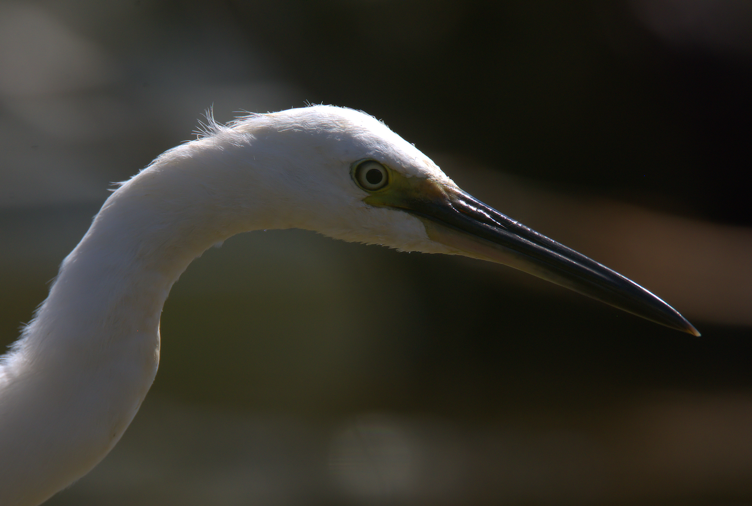 Egret