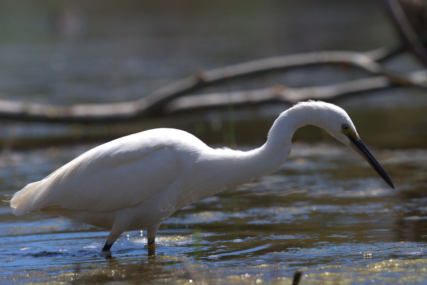 Egret