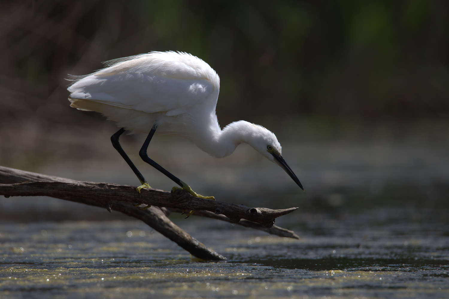 Egret