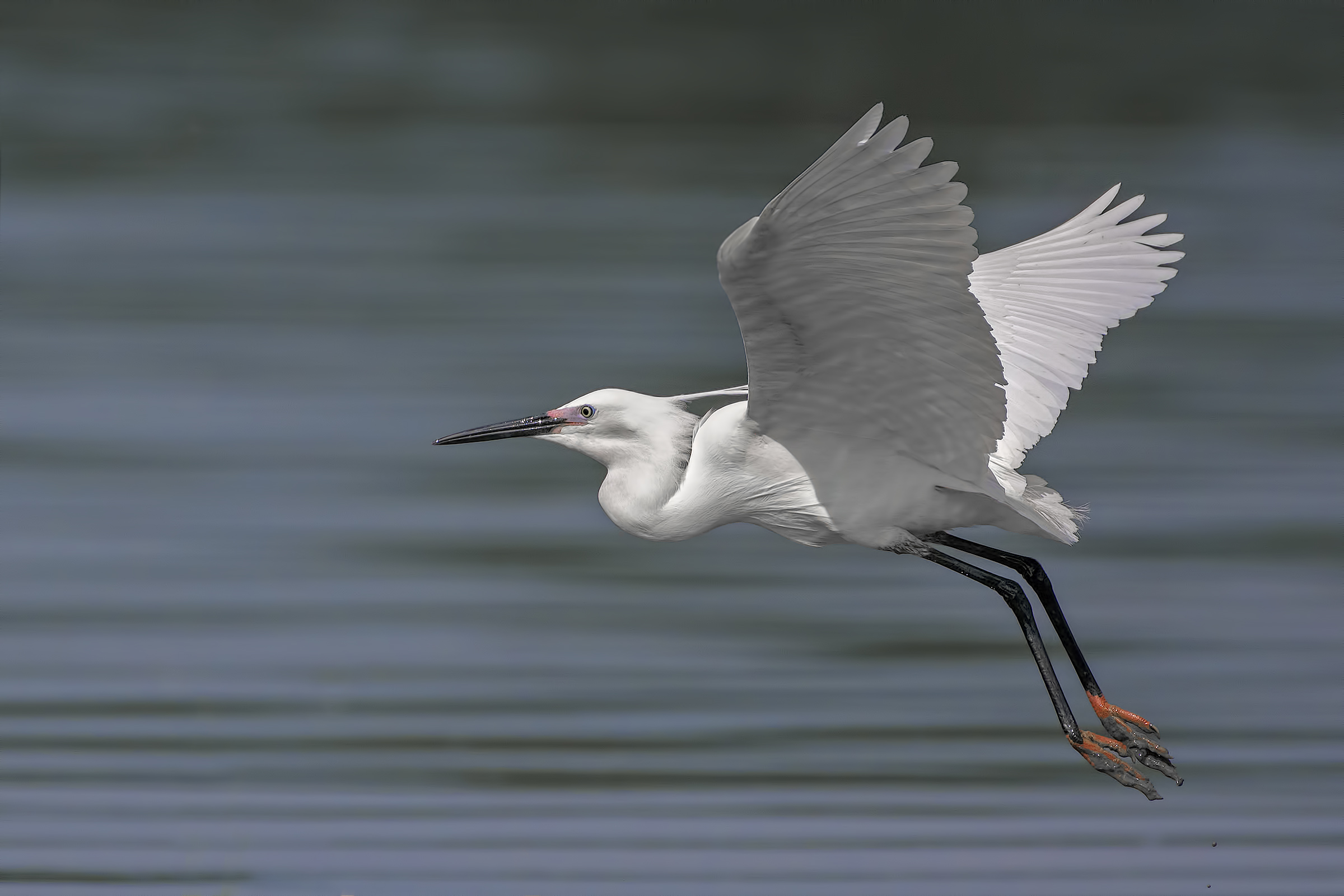 Egret