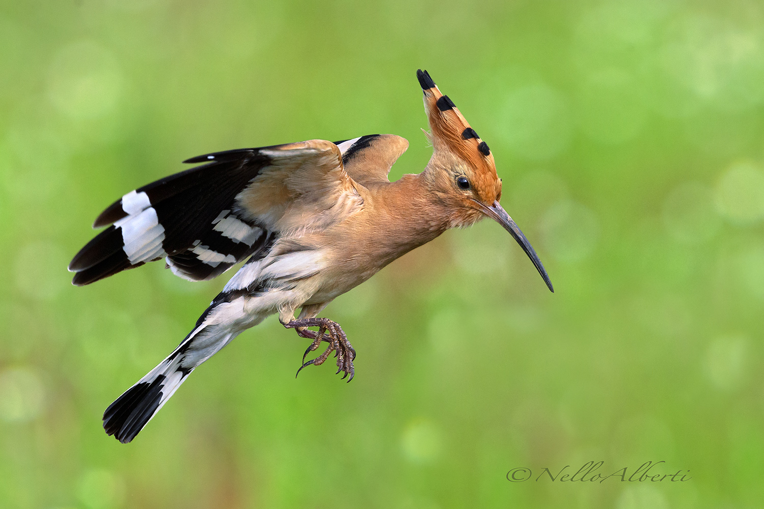 Hoopoe 2018