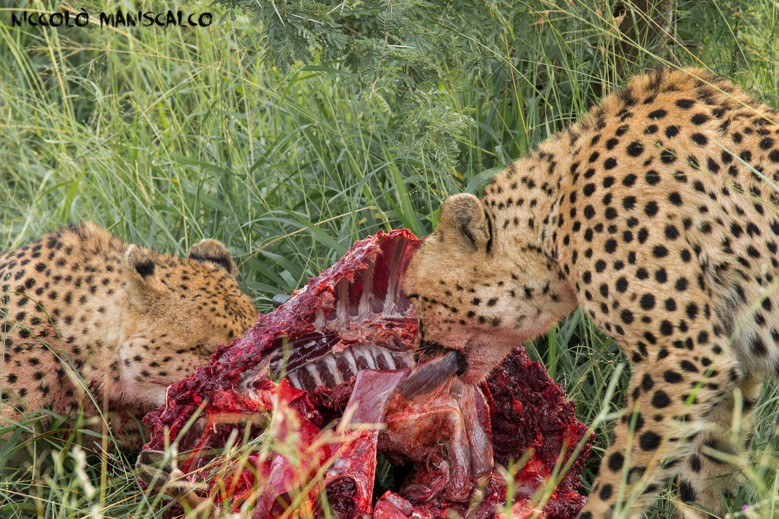 I Ghepardi si cibano dell'Impala (Sudafrica)