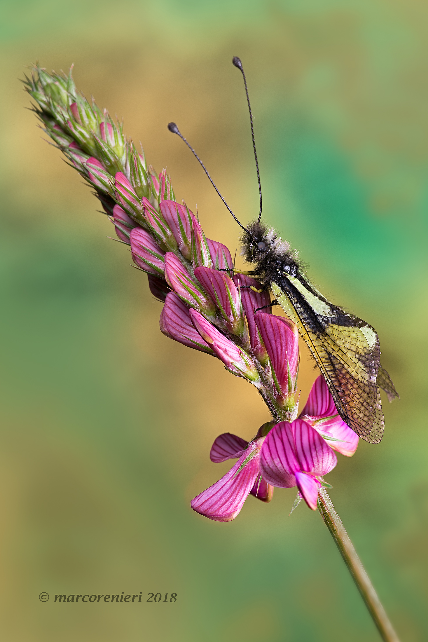 Libelloides coccajus