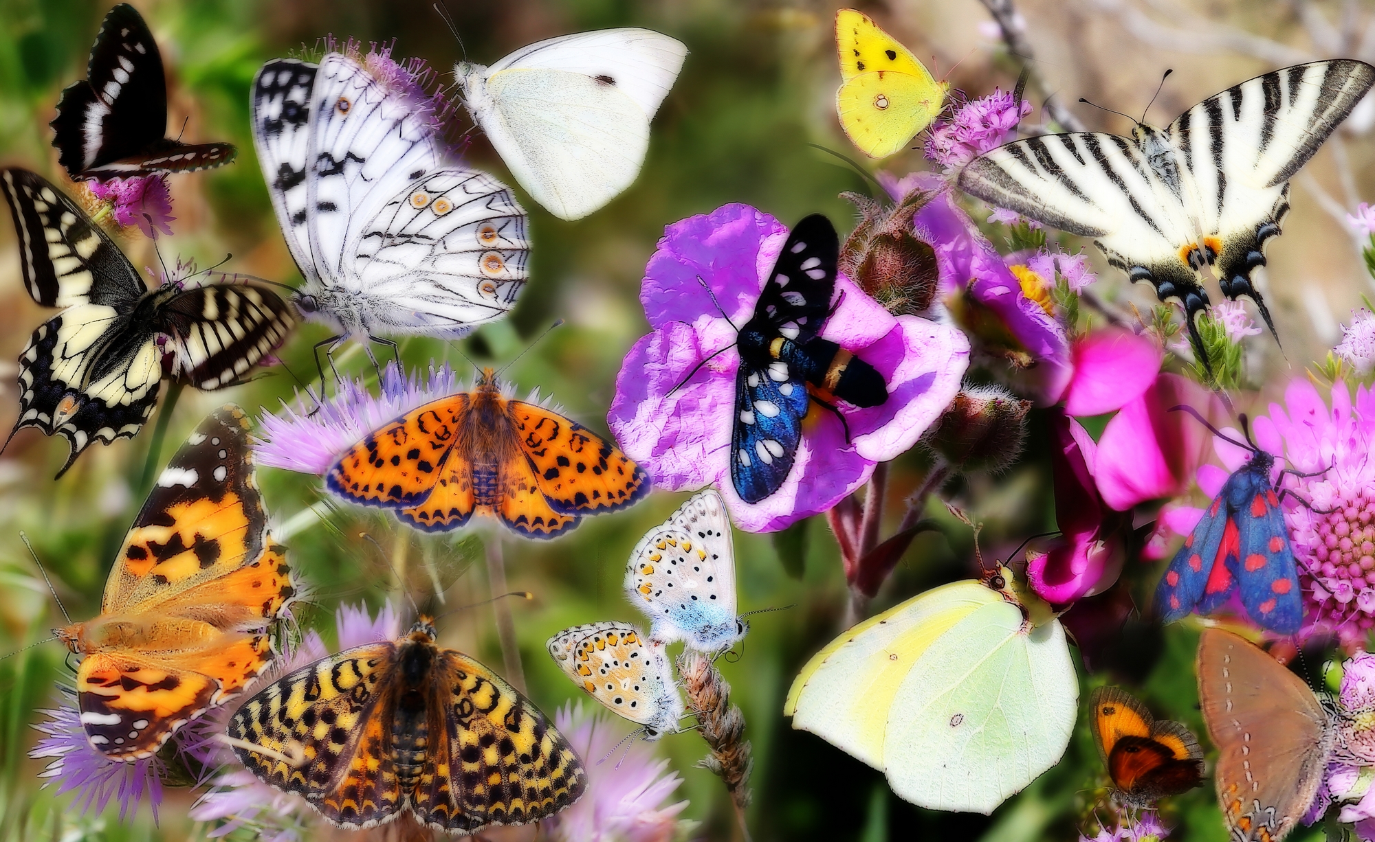 The butterflies of the bush