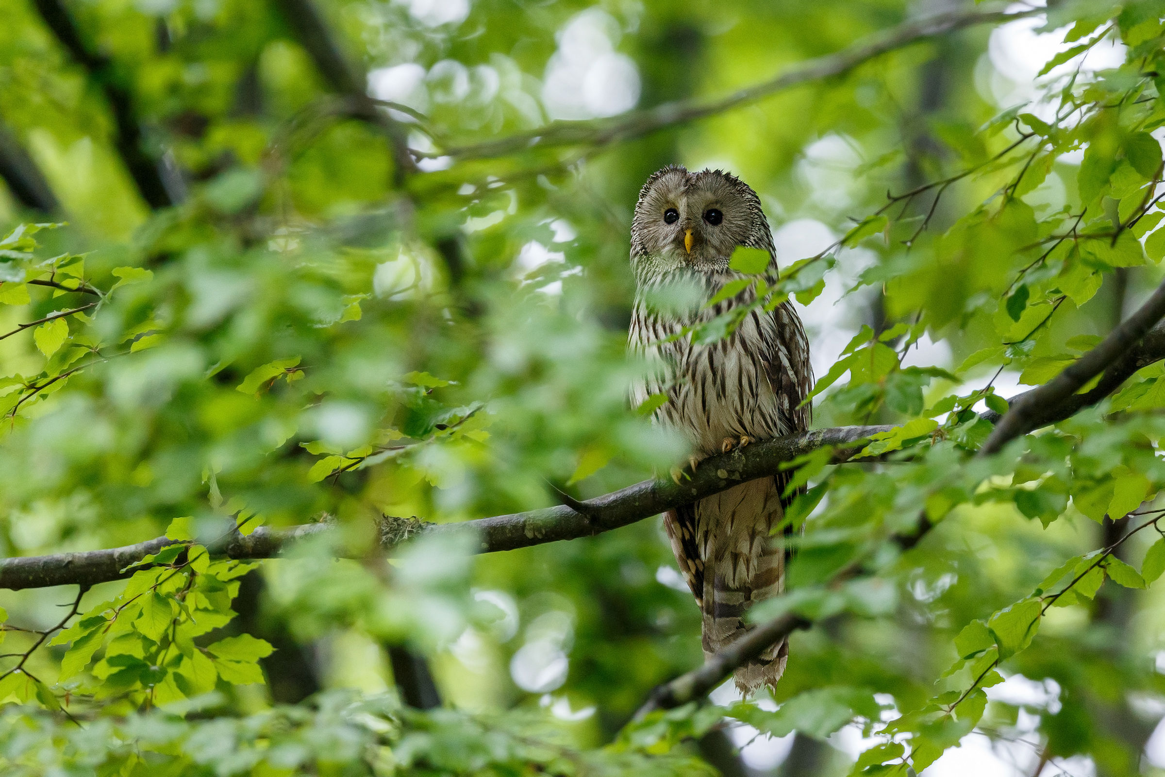 Ural Owl