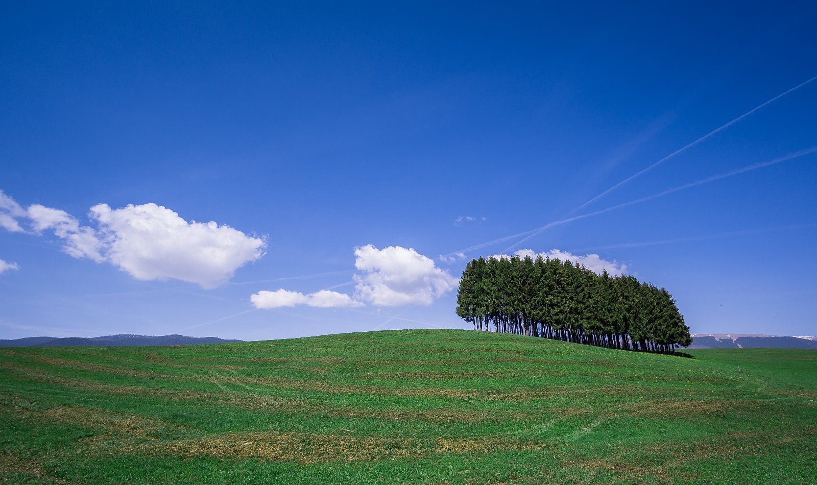 Boschetto tra cielo e terra (Asiago)