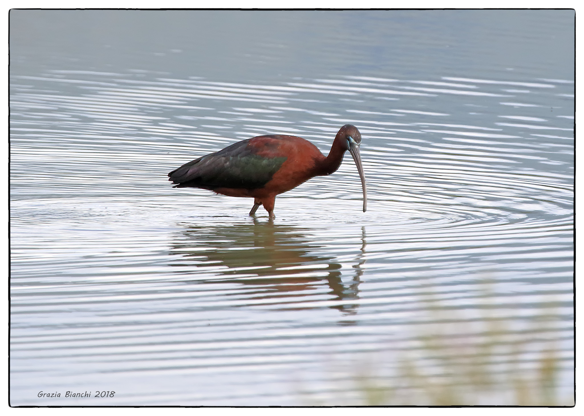 Ibis Glossy-Park of the plain