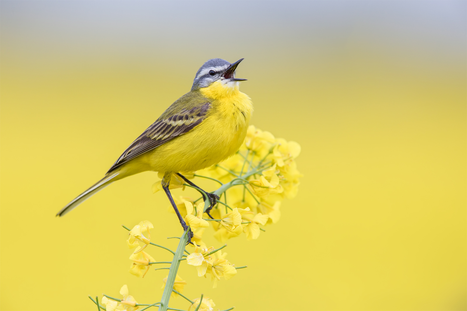 Cutrettola giallo (Motacilla flava)