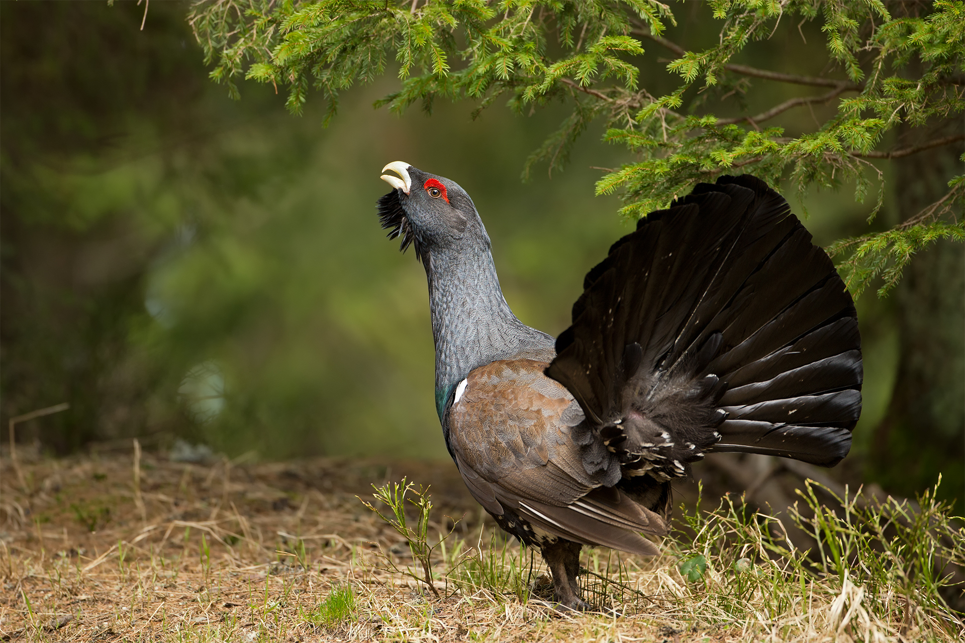 Tetrao urogallus (Western capercaillie)