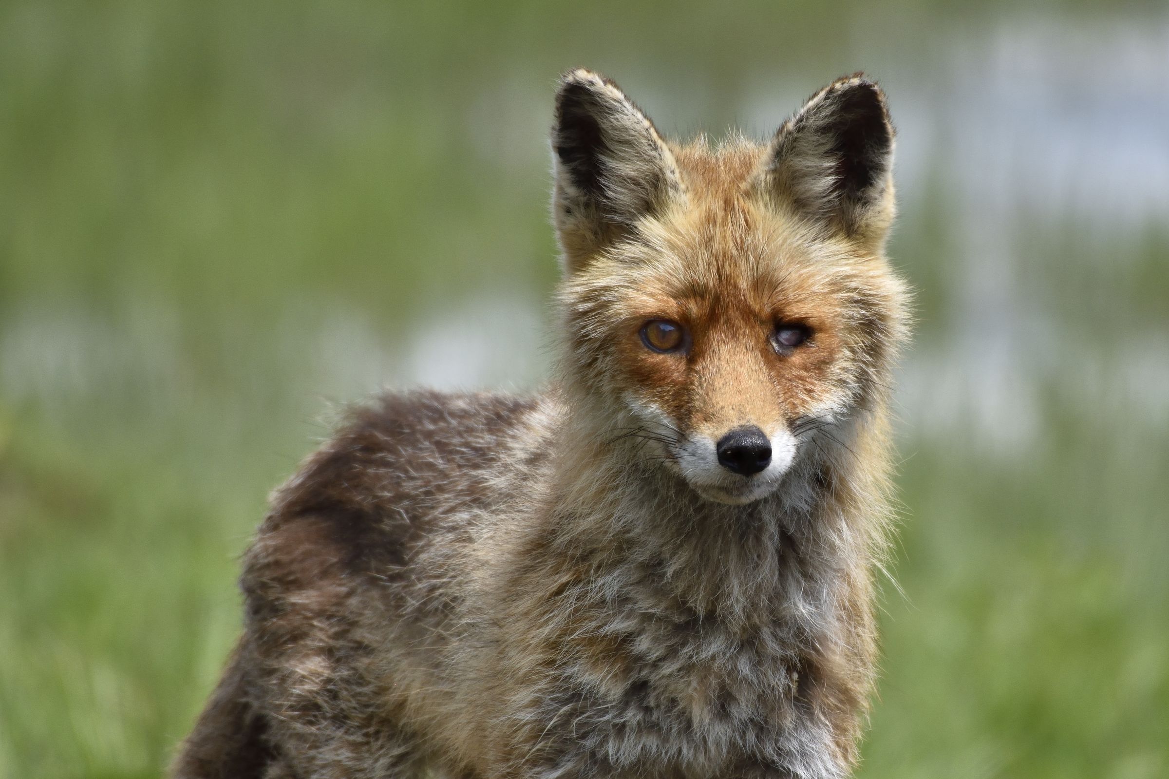 La dura legge della natura...