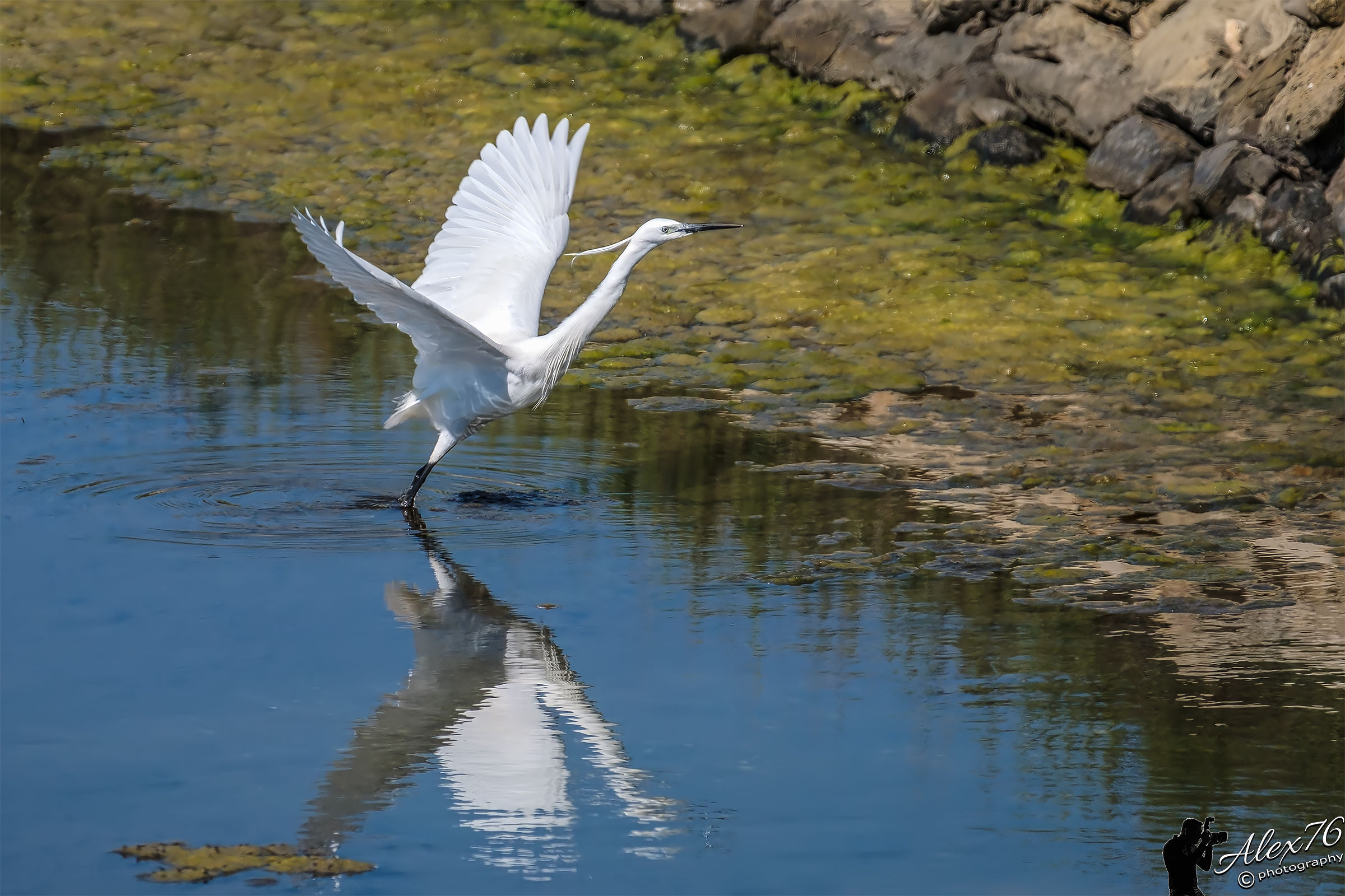 Egret (Egretta Egret)