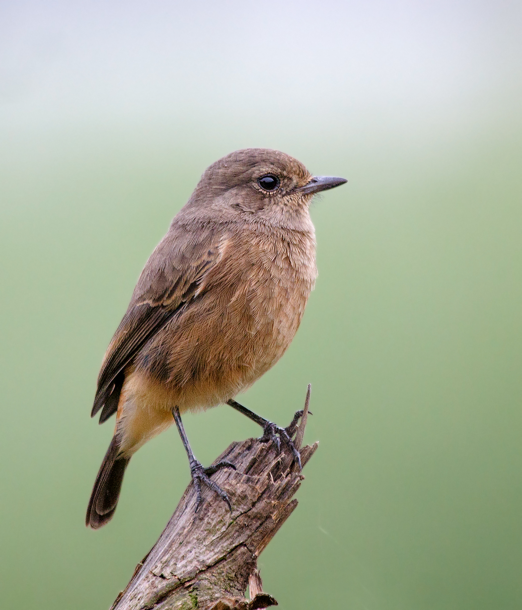 Pied Bushchat, adult female.