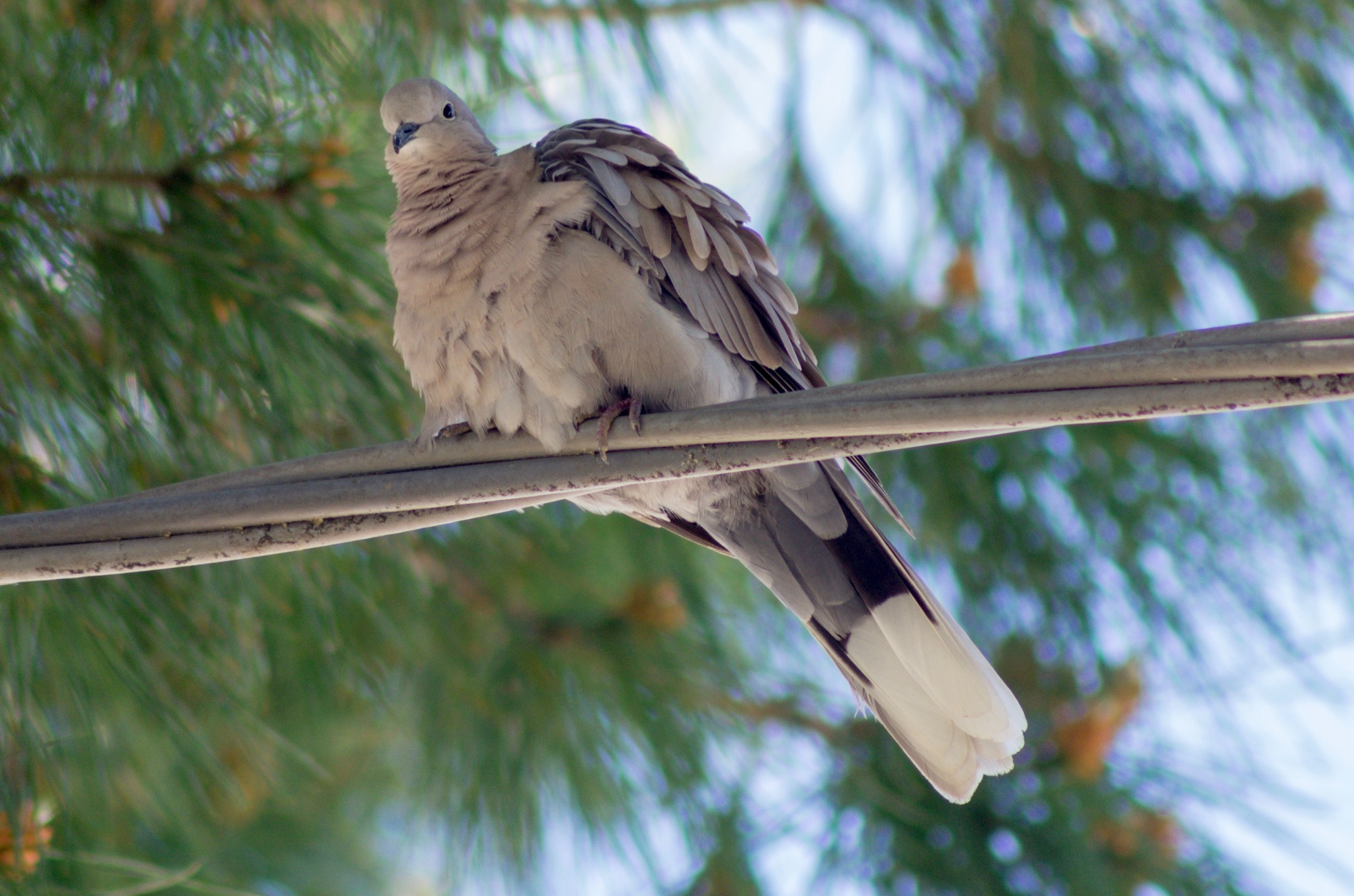 Turtle Dove on Lunch Break