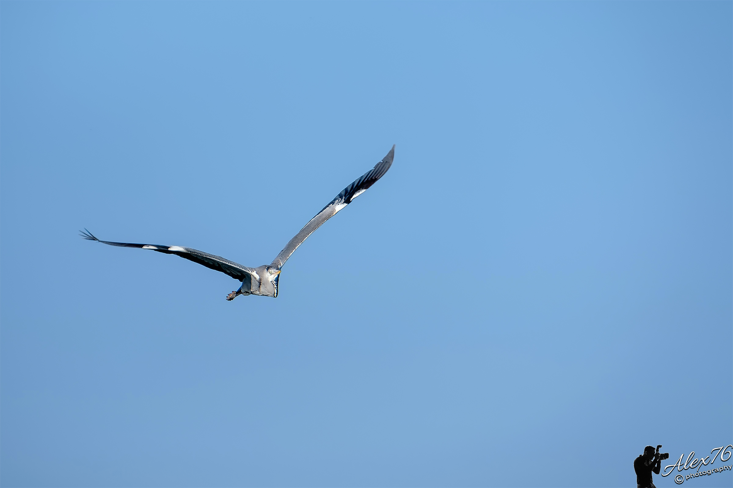 Grey Heron (Ardea cinerea)