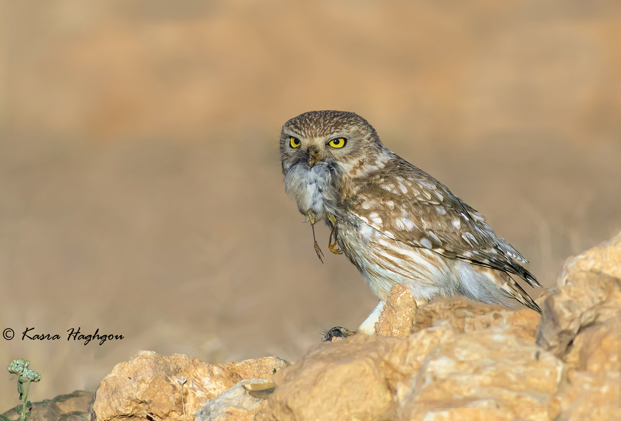 little owl whit prey