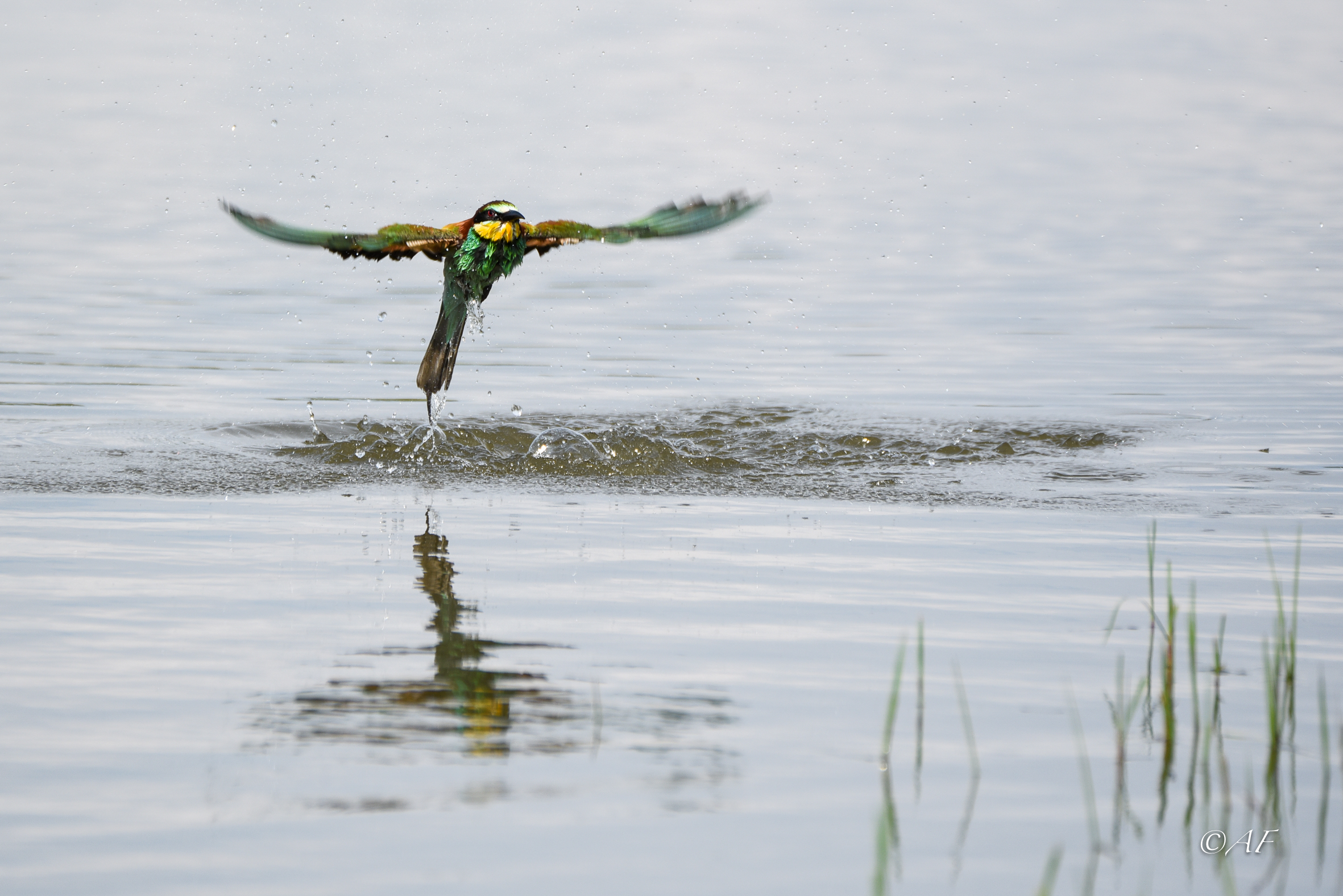 i tuffi dei gruccioni