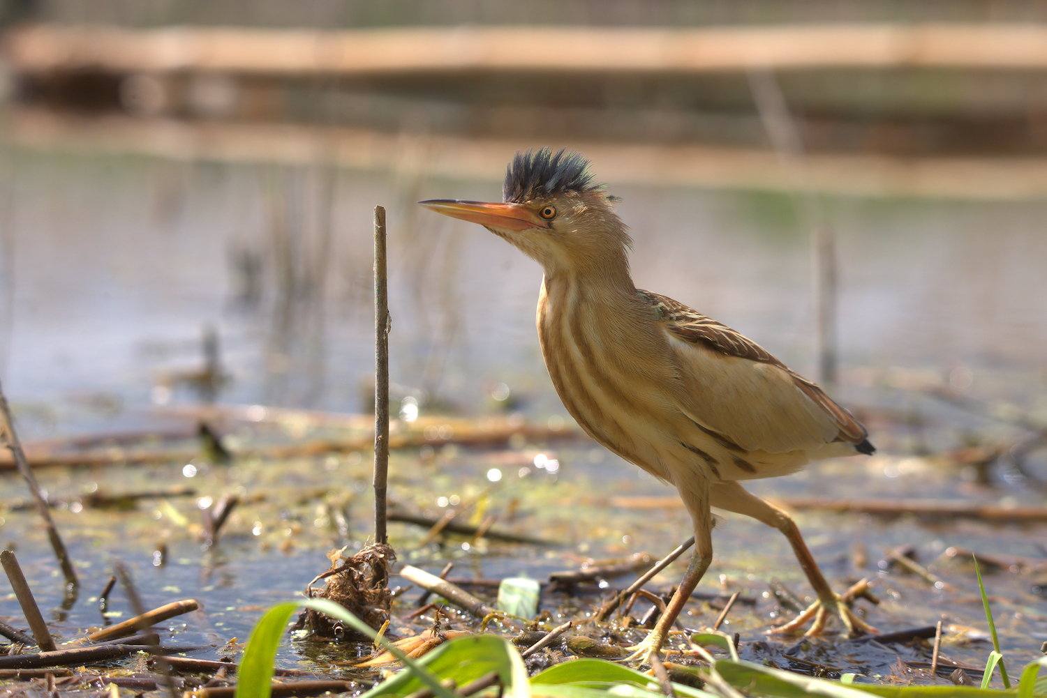 Bittern Female