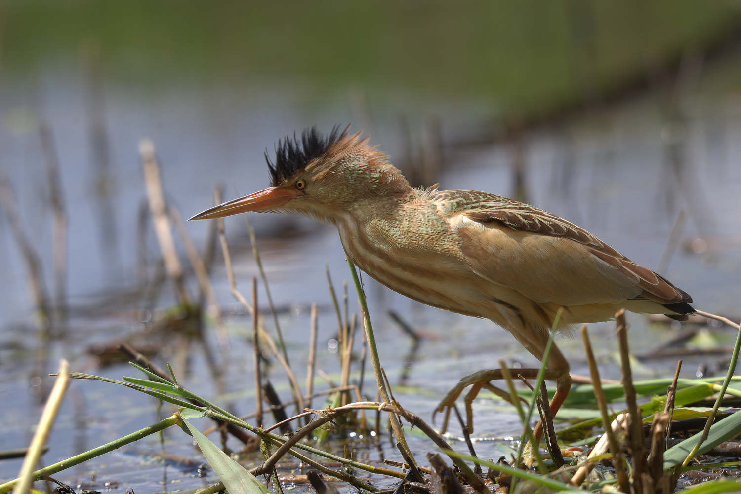 Bittern Female
