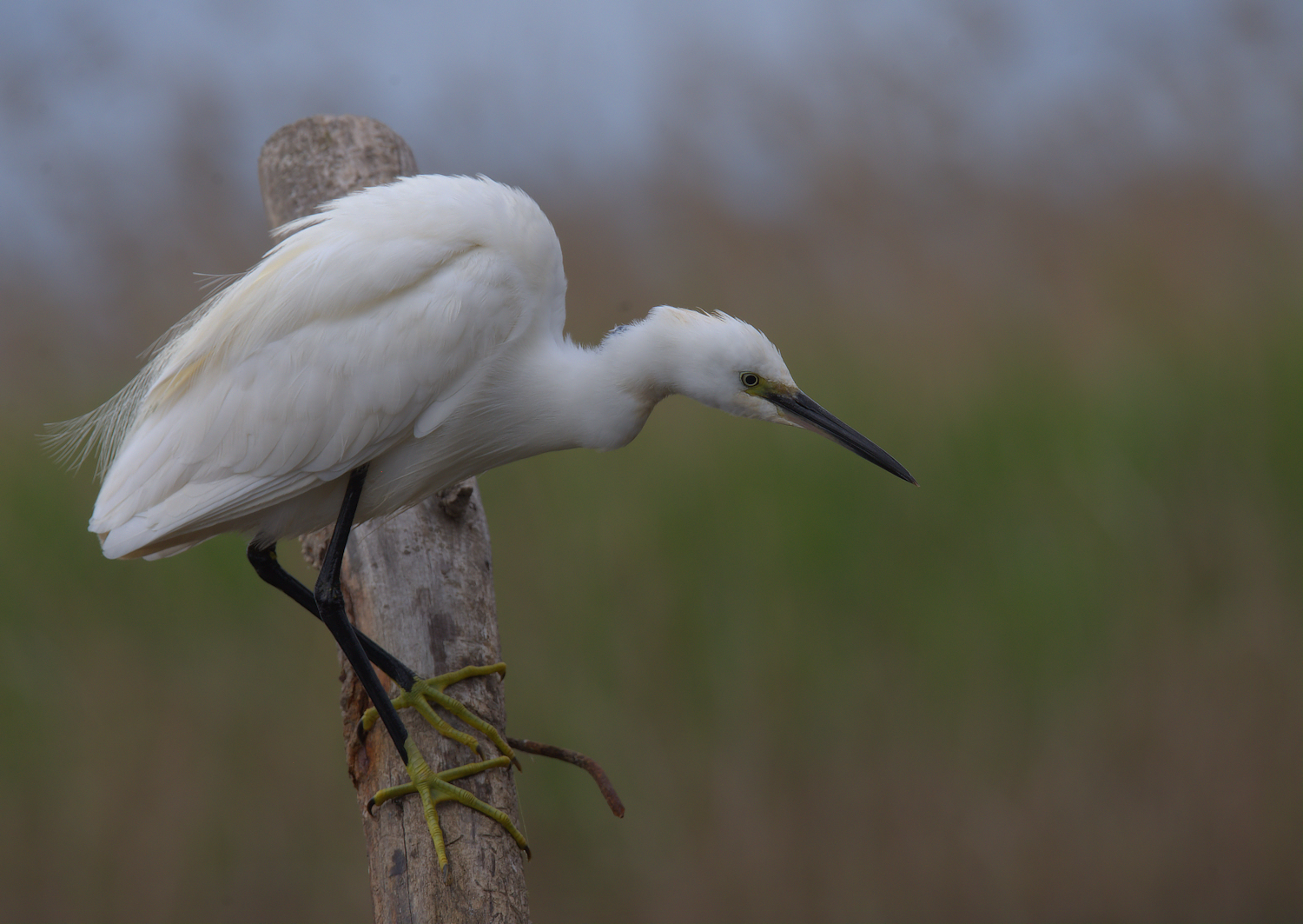 Egret