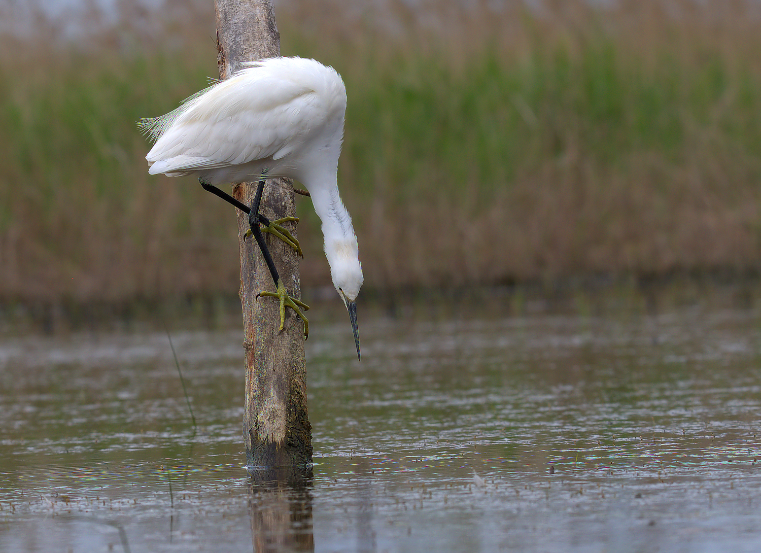 Egret
