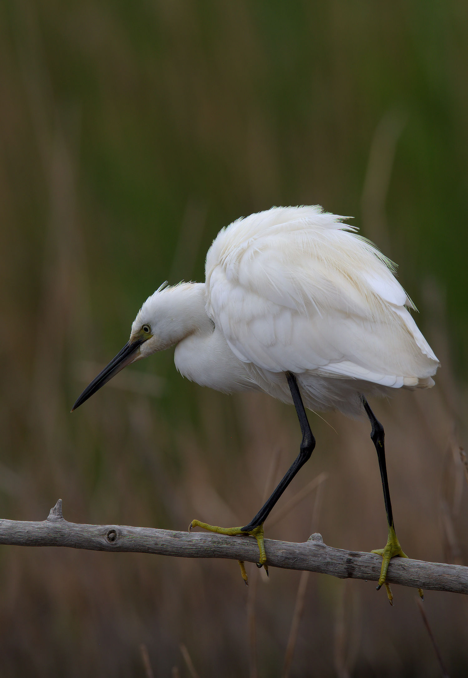 Egret