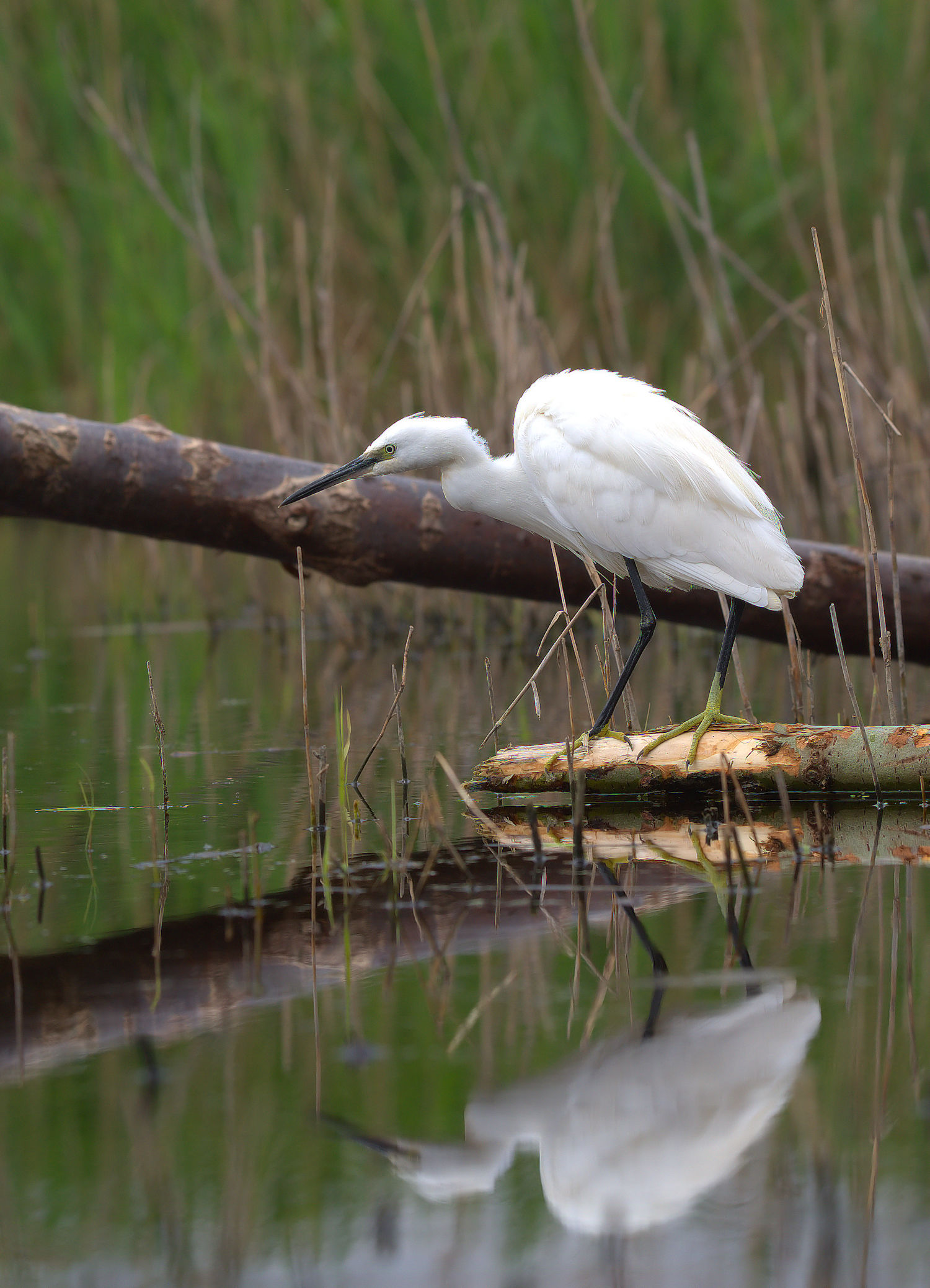 Egret