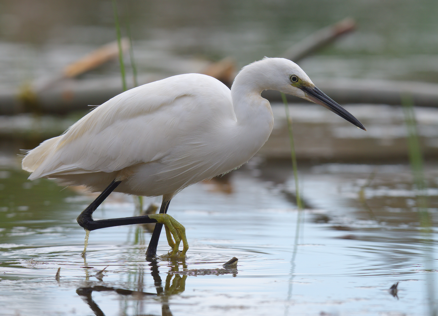 Egret