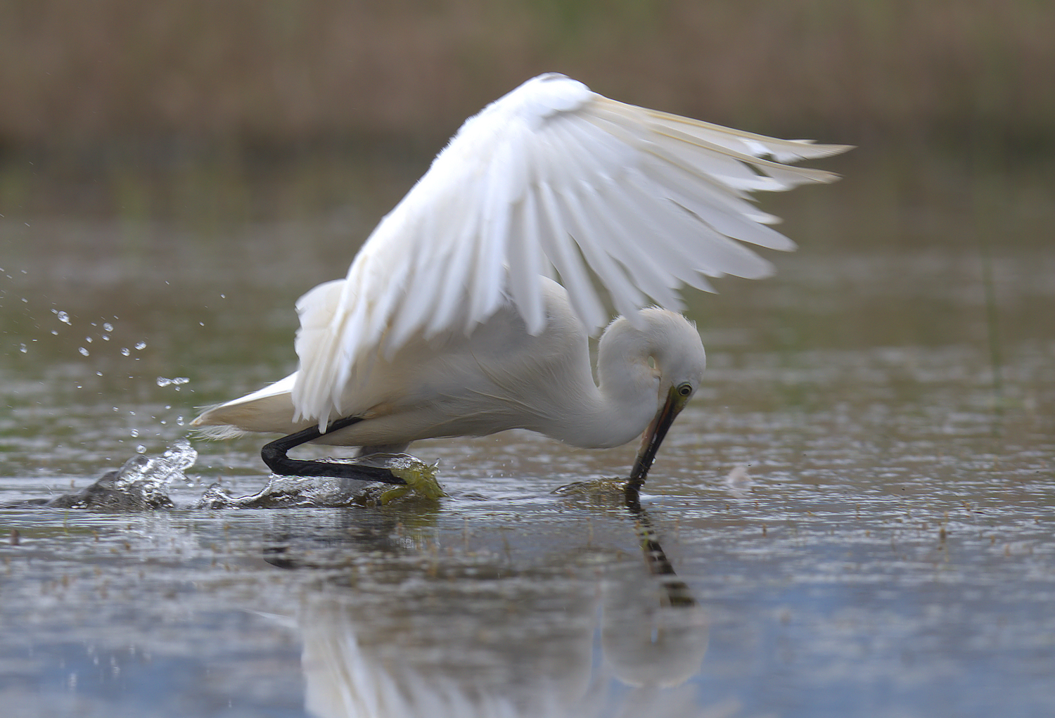 Egret