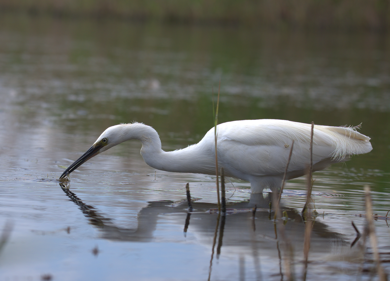 Egret