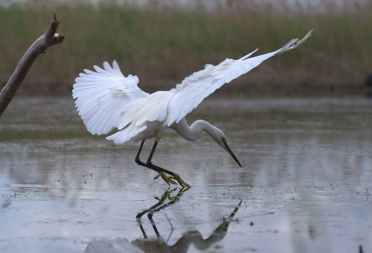 Egret