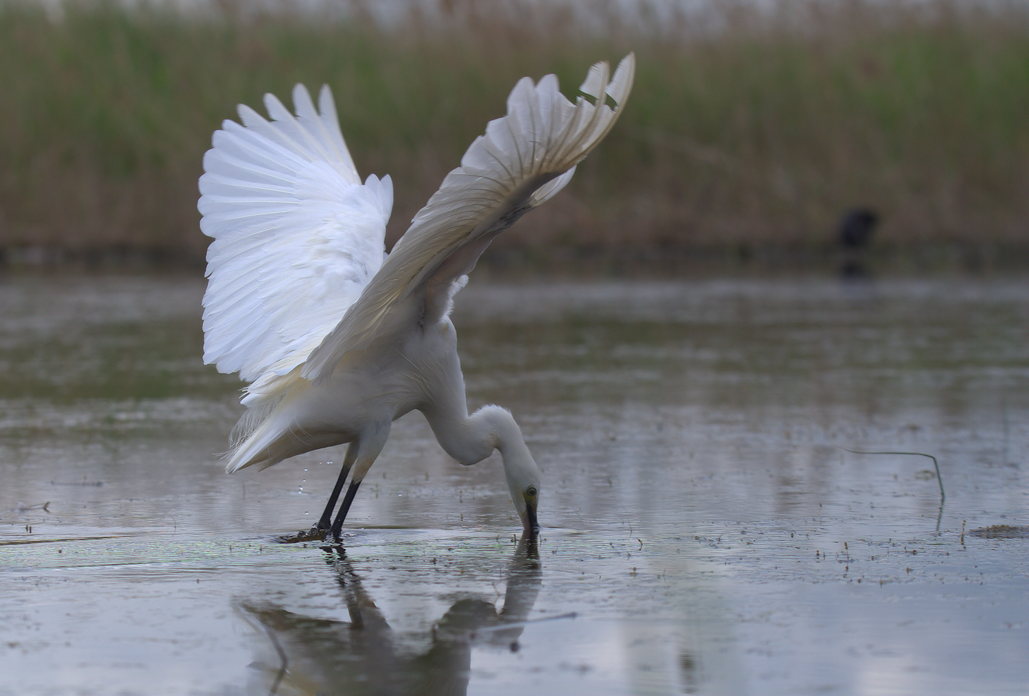 Egret