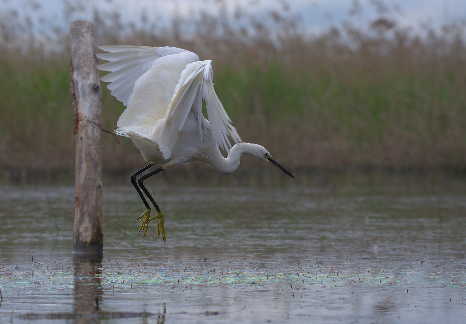 Egret