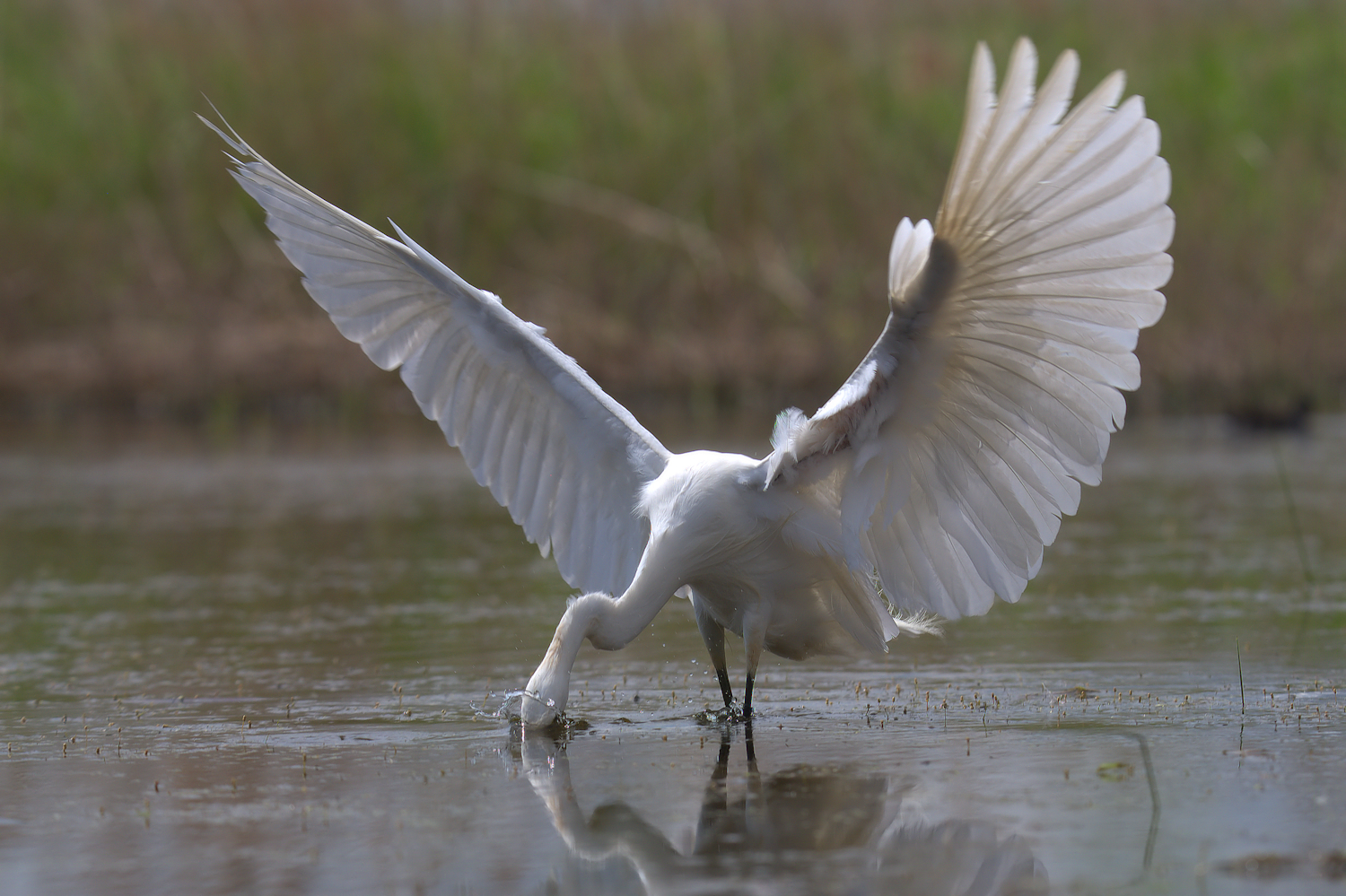 Egret