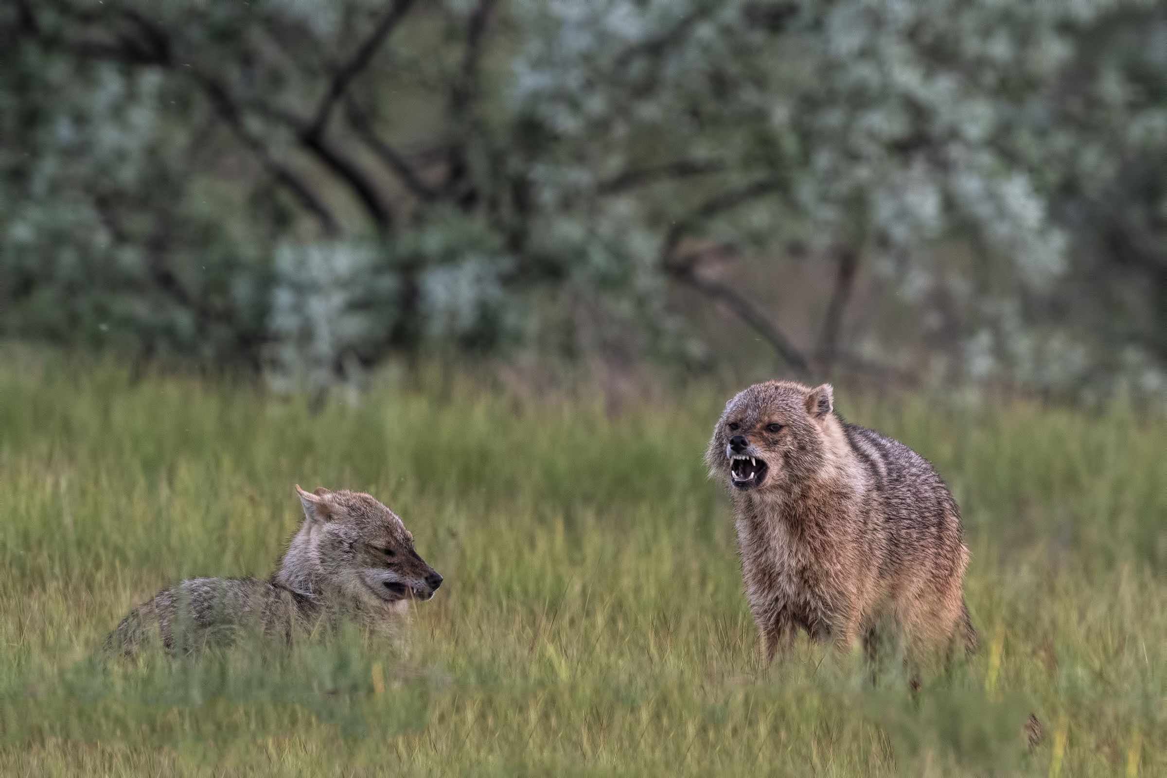Golden Jackal-Family quarrel
