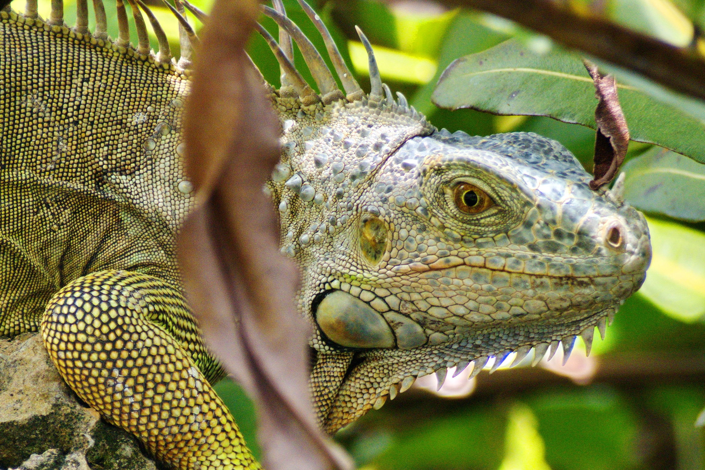 Campus faculty Architecture in Miami, Iguana