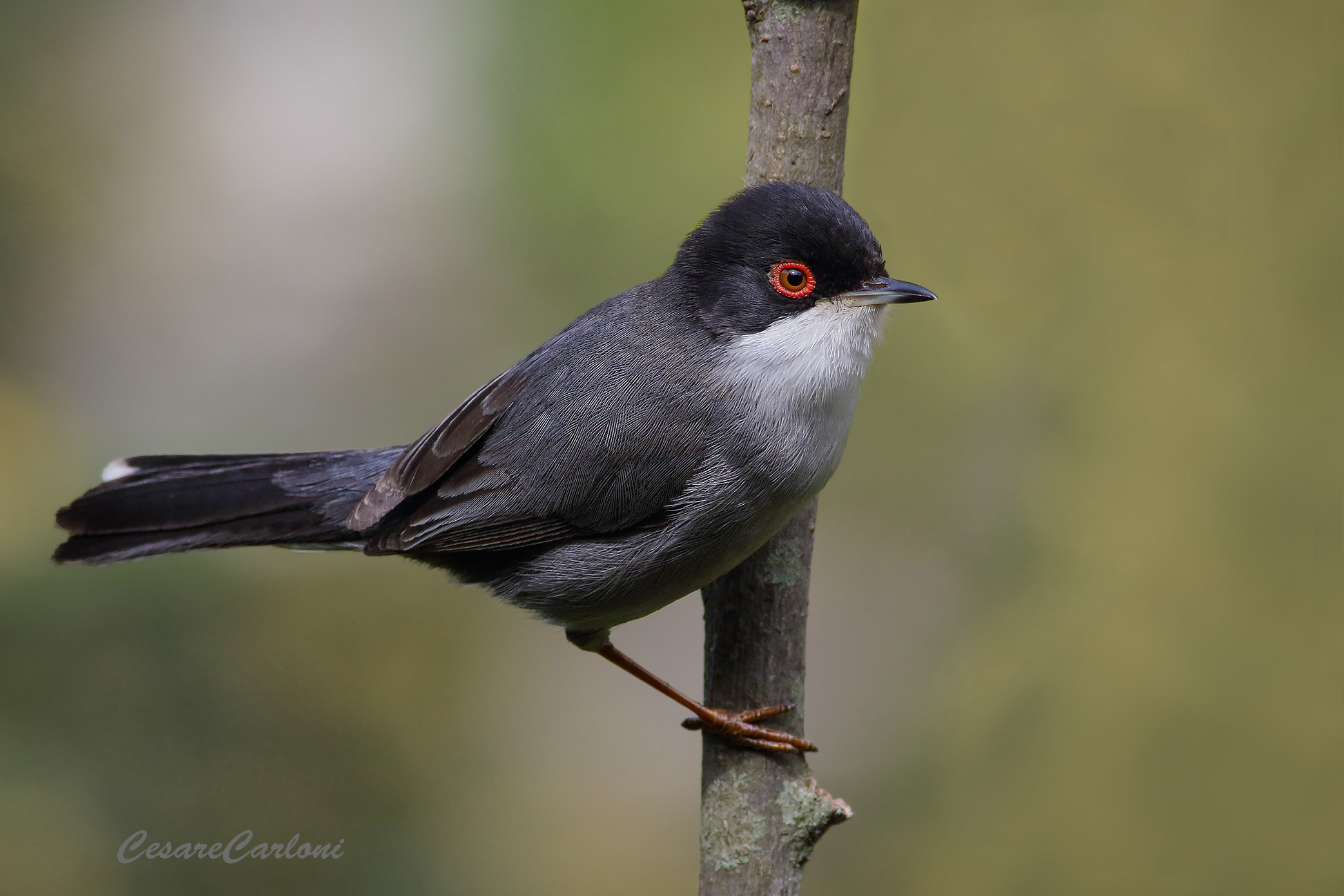 occhiocotto (sylvia melanocephala)
