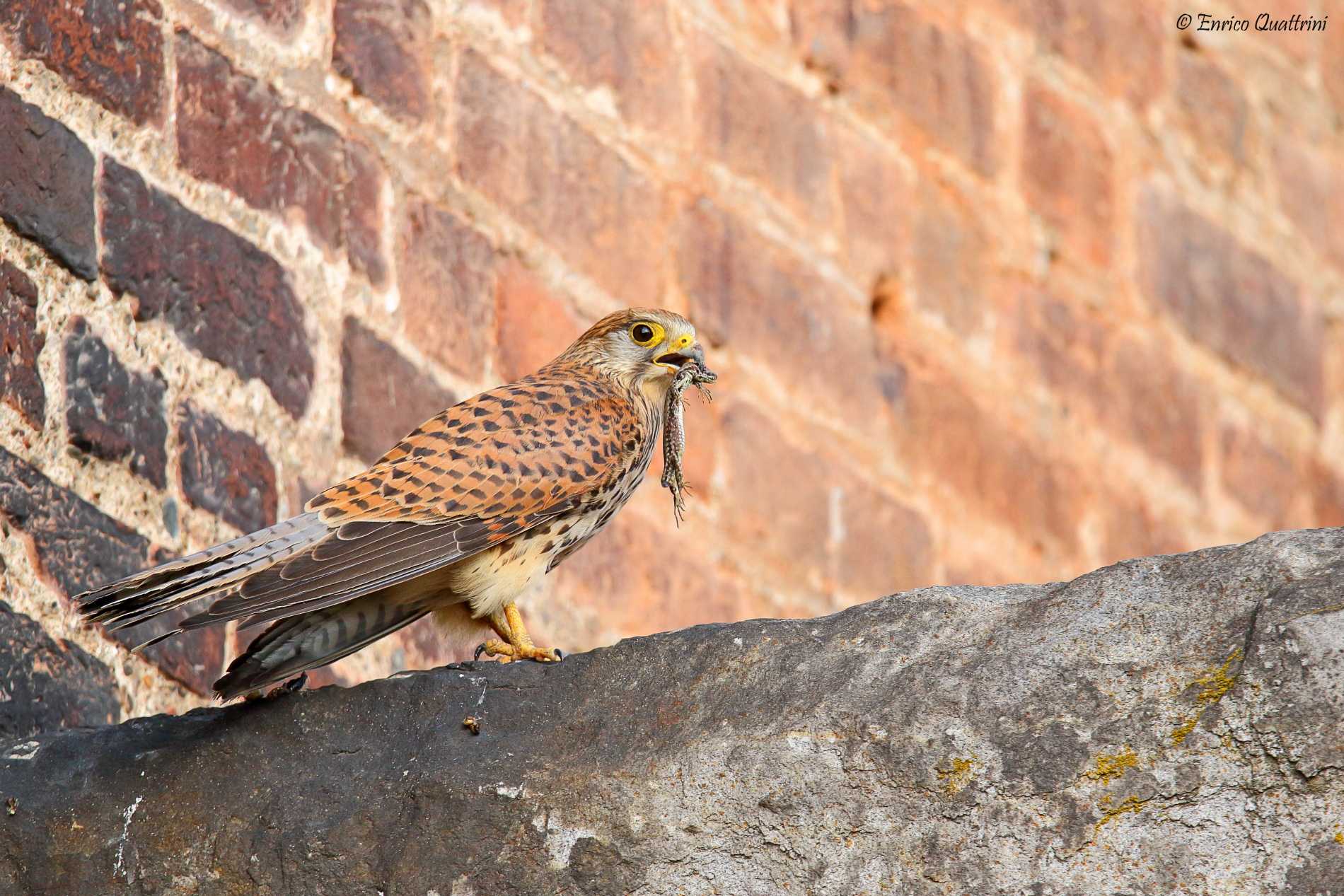 Common Kestrel F with prey