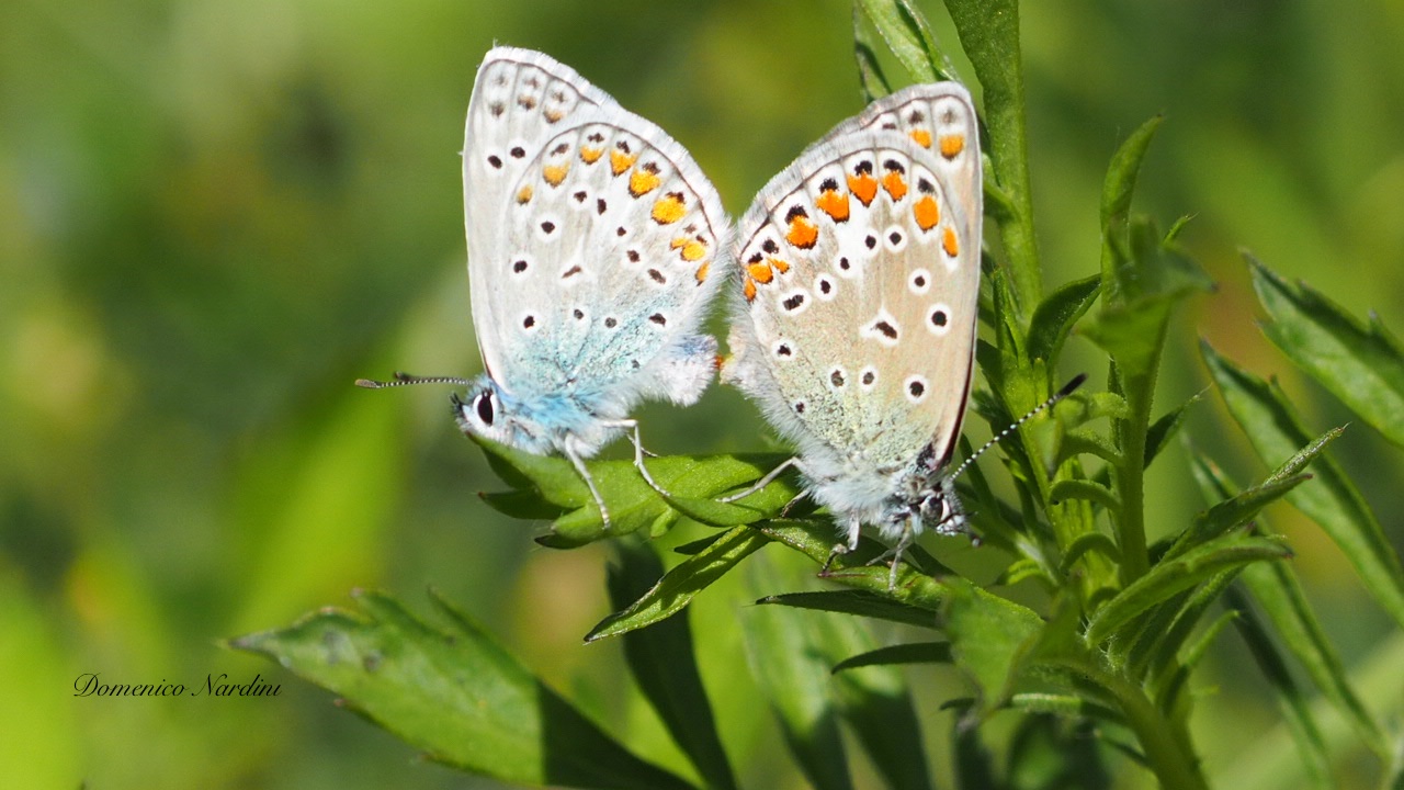 Farfalle in intimità icaro