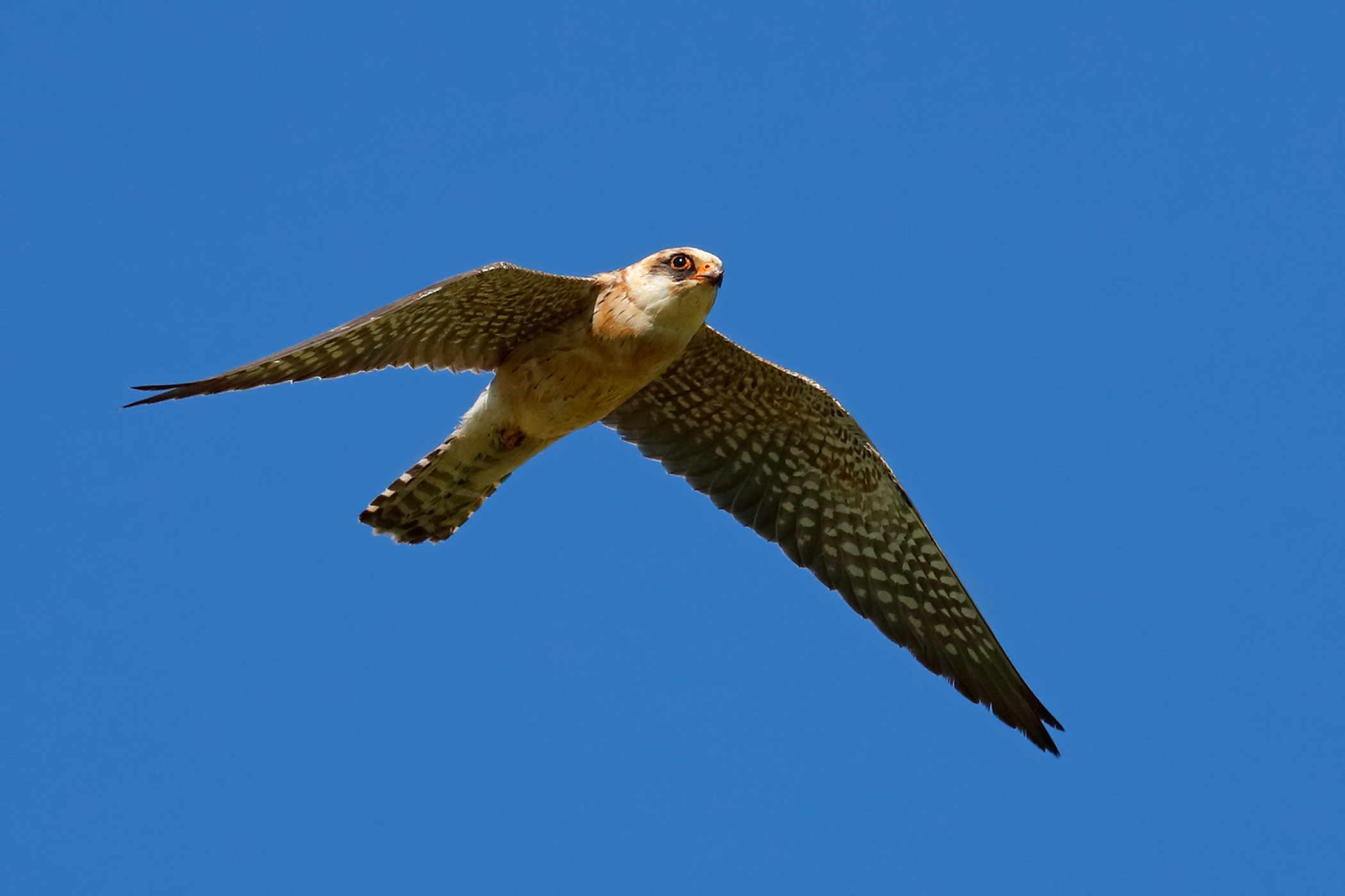 Falco cuculo - femmina