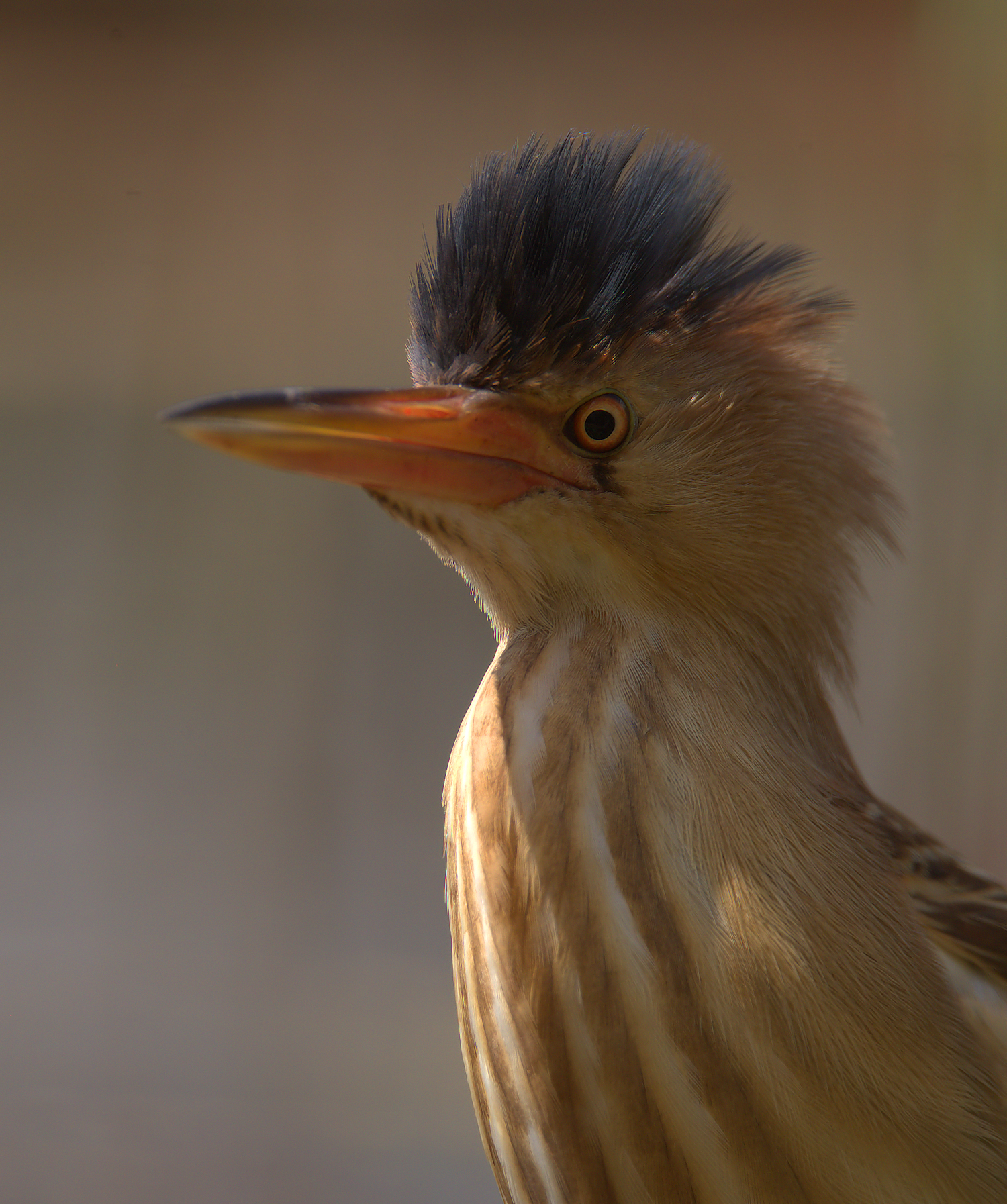 Bittern Female