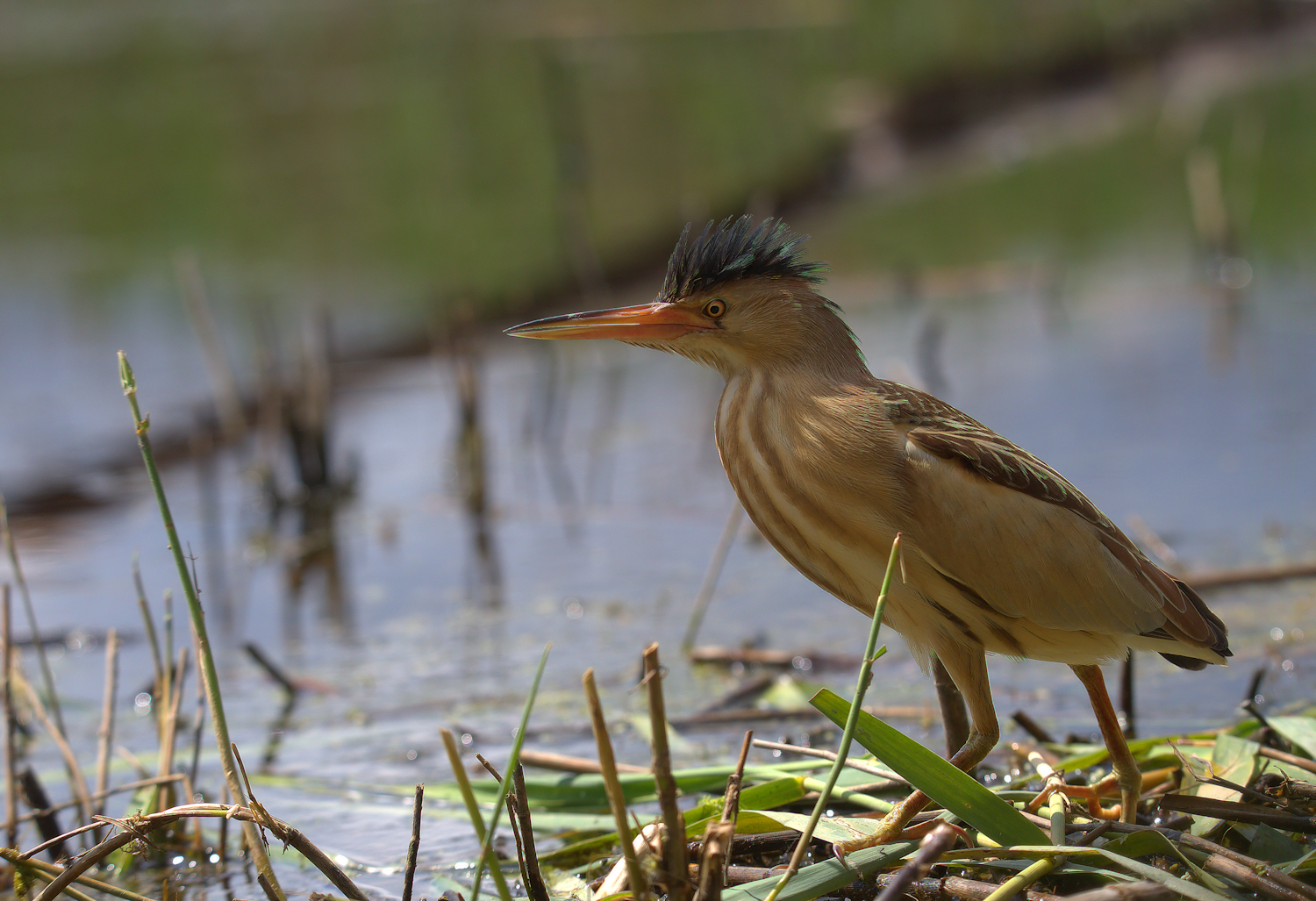 Bittern Female